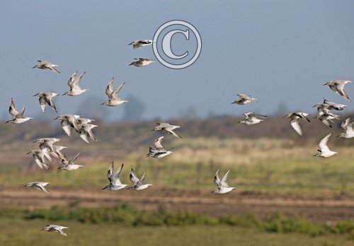 Knot in Flight DM1672